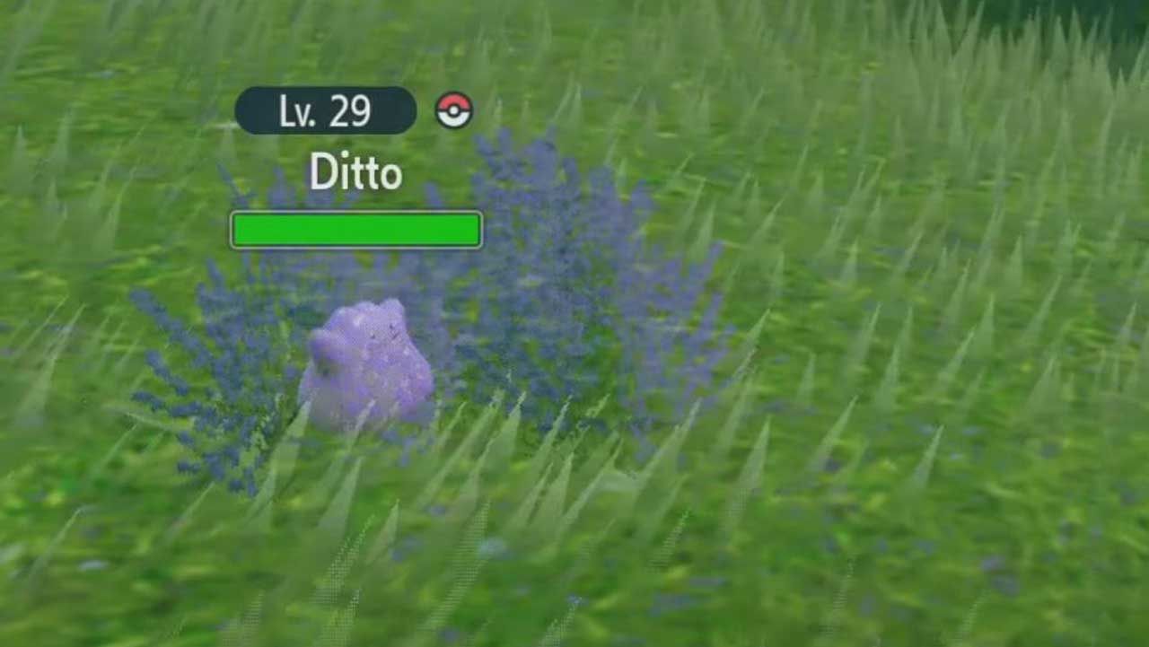 A wild Ditto in Pokemon Scarlet and Violet.