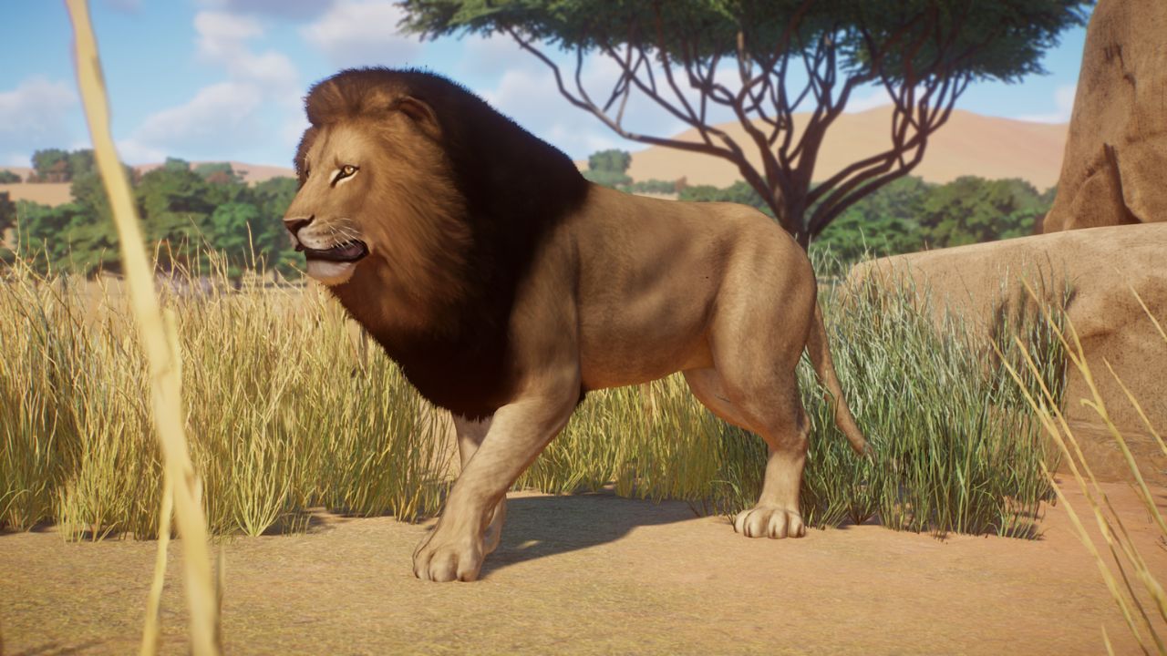 African Lion Remastered mod in Planet Zoo.