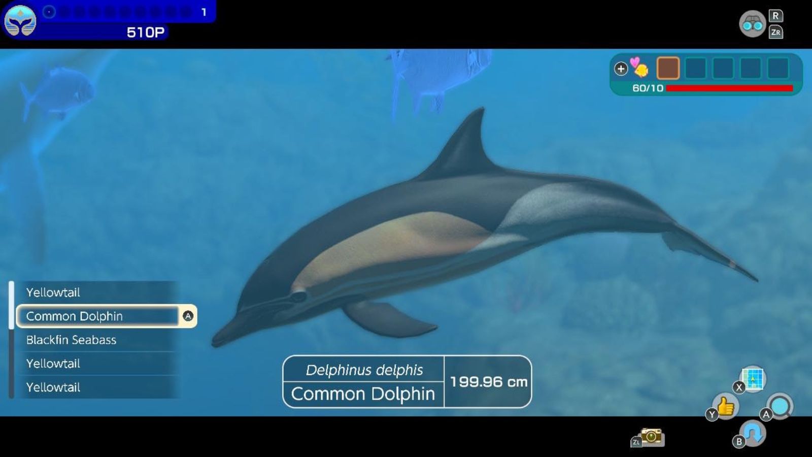 Players scan a dolphin in Endless Ocean Luminous