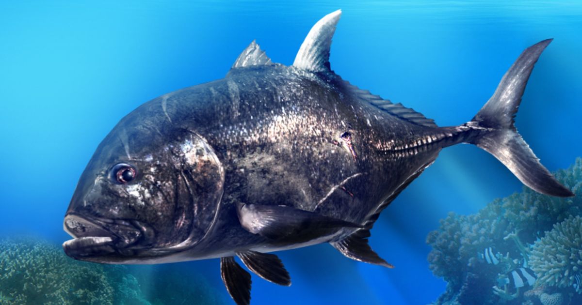 A large black fish from Fishing Clan
