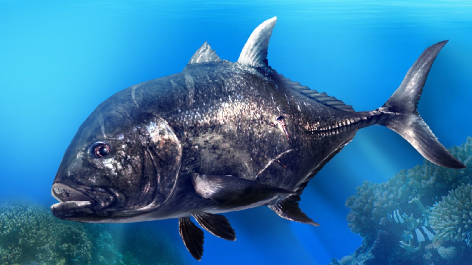 A large black fish from Fishing Clan