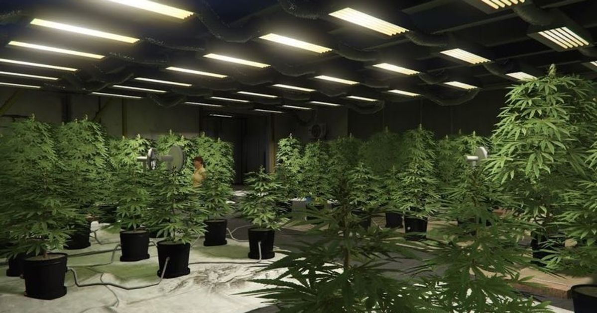 GTA Online weed farm
