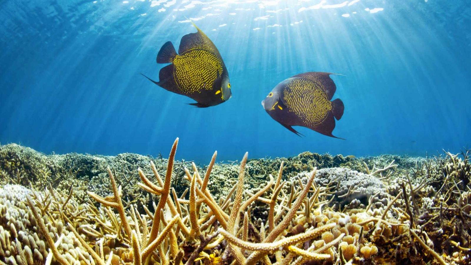 A coral reef underwater with two fish swimming nearby.