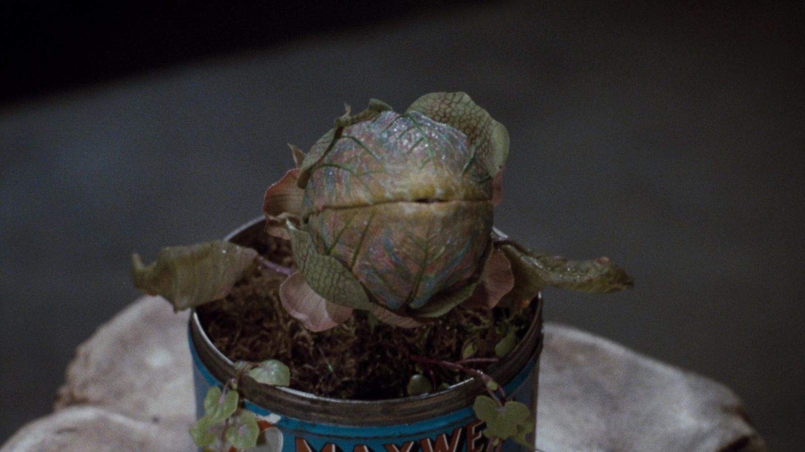 Audrey II, the plant of Little Shop of Horrors from 1960 in their initial form.