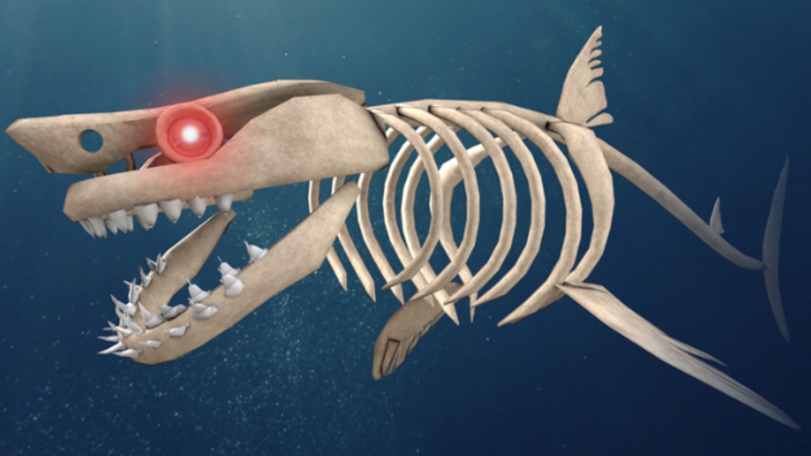 Image of a skeletal shark from SharkBite