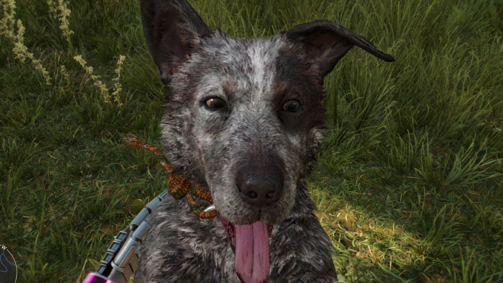Far Cry 6's Stealth Amigo, Boom Boom, being pet.