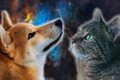 Image of a Shiba Inu looking at a cat, against a dark space background 