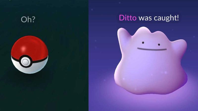 Leek Duck - Current Ditto Disguises Sentret is presumably